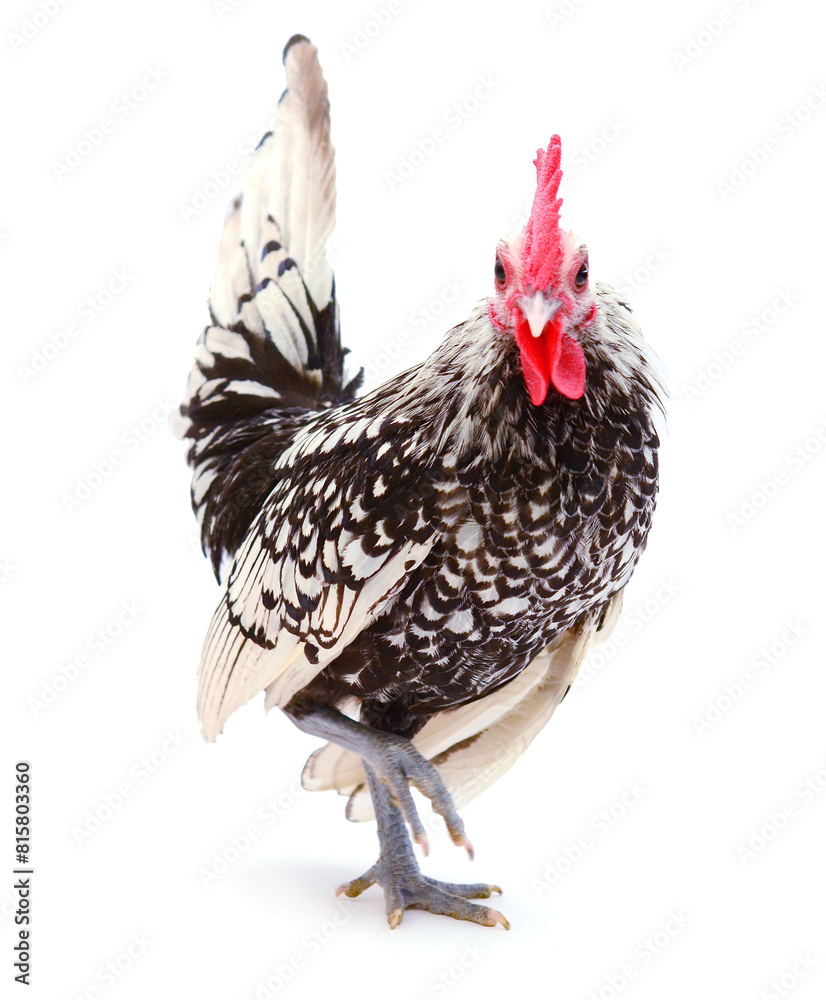 Fototapeta premium chickens