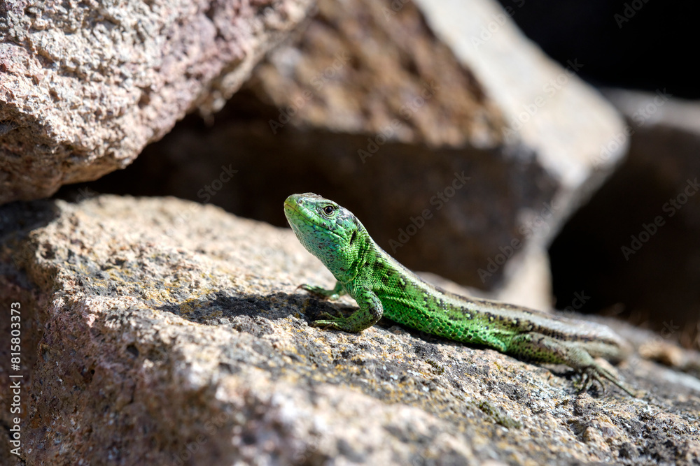 Naklejka premium Zauneidechse ( Lacerta agilis ).