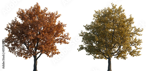 Картината върху платно Quercus rubra frontal set of (northern red oak) large  red trees autumn isolated