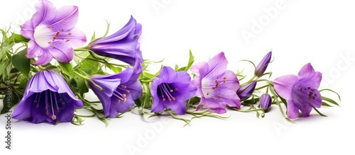 A close up photo of purple bell flower and purple cornflowers isolated on a white background with copy space image