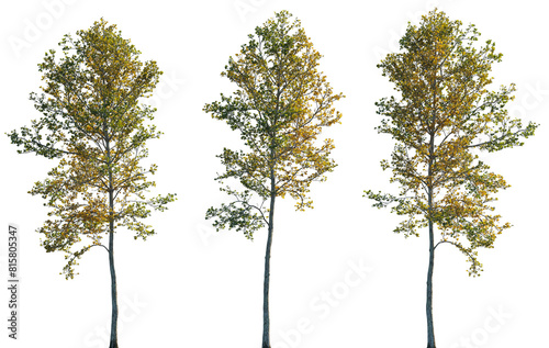 Set of autumn large trees sycamore platanus maple trees partly yellow isolated png on a transparent background perfectly cutout