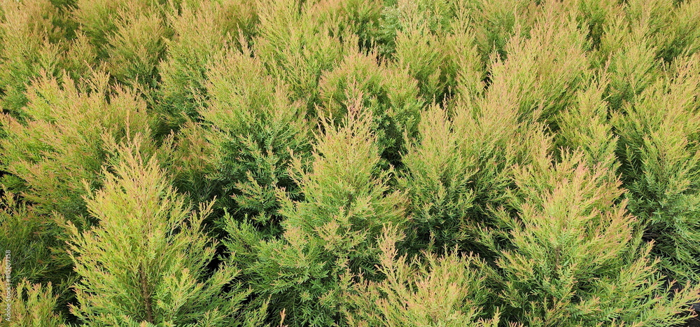 Background image of Fragrant pine has reddish-brown young leaves. The leaf texture is quite thick and hard. Old green leaves are lance-shaped and fragrant. Juniperus sp. Plant can repel mosquitoes.
Background image of Fragrant pine has reddish-brown young leaves. The leaf texture is quite thick and hard. Old green leaves are lance-shaped and fragrant. Juniperus sp. Plant can repel mosquitoes.