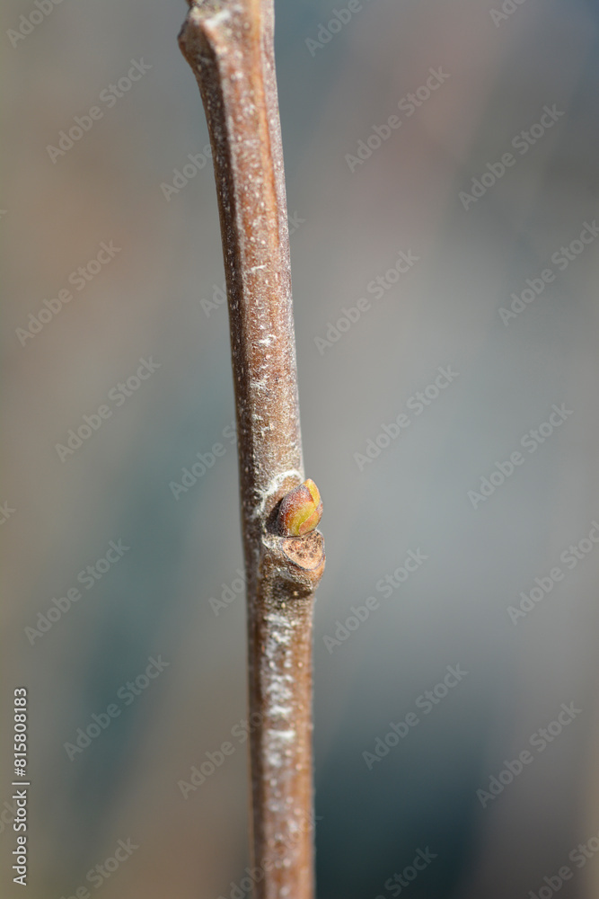 Sweet chestnut Marsol branch with buds Sweet chestnut Marsol branch with buds