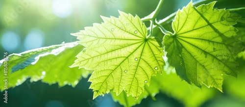 A vibrant green mulberry leaf glistens in the summer sun providing a refreshing and invigorating sight. Copyspace image photo