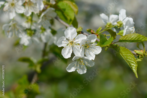 Sweet cherry branch with flowers photo