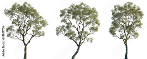 Eucalyptus amygdalina (black peppermint) flowering tree frontal set trees isolated png in sunny daylight on a transparent background perfectly cutout photo