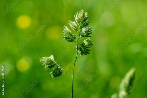 Close up of blooming cock's-foot, orchard grass, or cat grass (Dactylis glomerata) photo