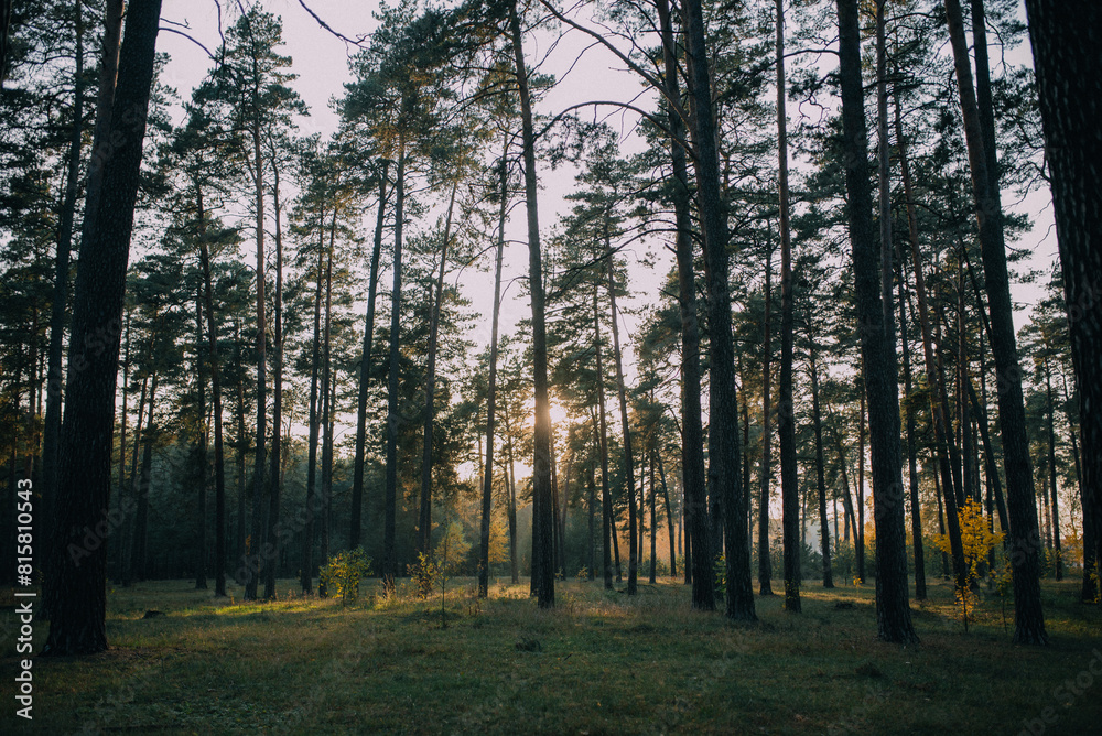 sunset in the forest sunset in the forest