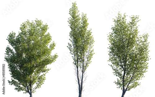 Populus    tomentosa frontal set trees isolated png in sunny daylight on a transparent background perfectly cutout  Chinese white poplar or Peking poplar 