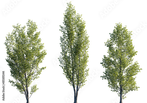 Populus × tomentosa frontal set trees isolated png in sunny daylight on a transparent background perfectly cutout (Chinese white poplar or Peking poplar)