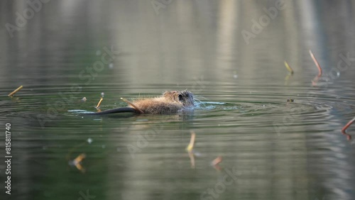 A nutria in a calm lake photo