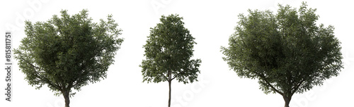Fagus longipetiolata beech tree frontal set of street isolated png on a transparent background perfectly cutout  Fagaceae  cloudy light