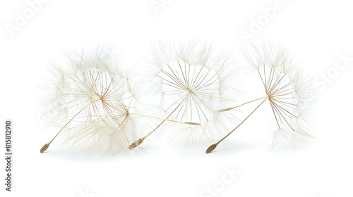 Close up of dandelion seed head isolated on transparent background