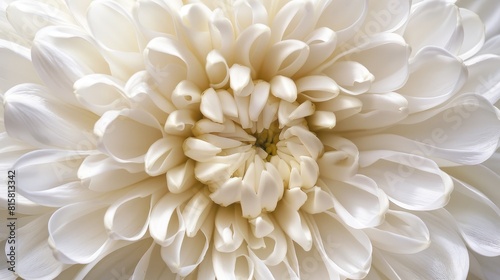 A detailed view of a white chrysanthemum blossom © AkuAku