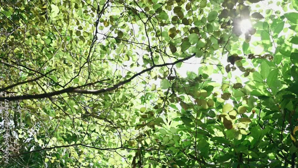 Movement under the tree with sunlight in garden Movement under the tree with sunlight in garden