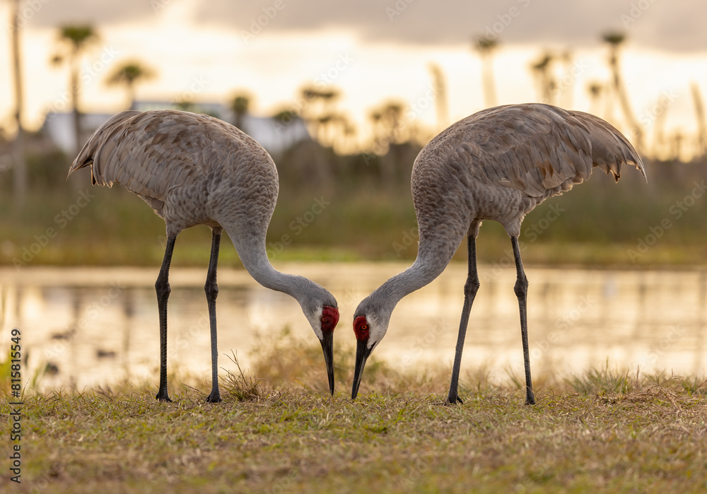 Naklejka premium Sandhill cranes in south Florida