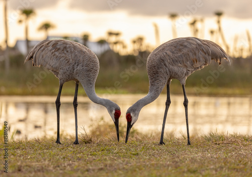 Sandhill cranes in south Florida