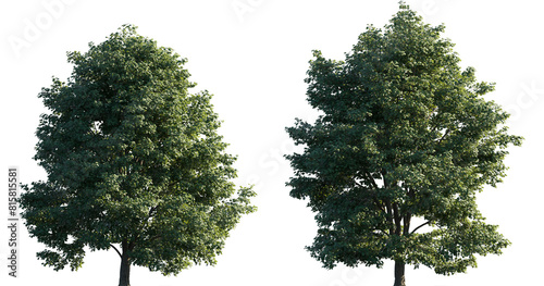 Tilia tomentosa tree frontal set of big street isolated png on a transparent background perfectly cutout (silver linden, european white lime, white lime ) photo