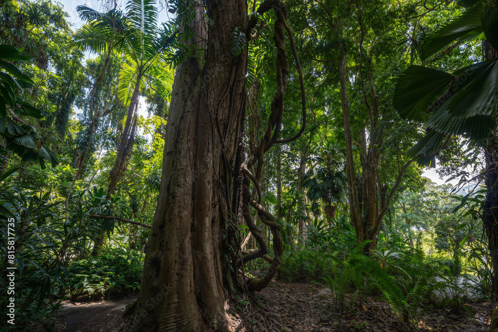 Rainforest in Kandy, Sri Lanka