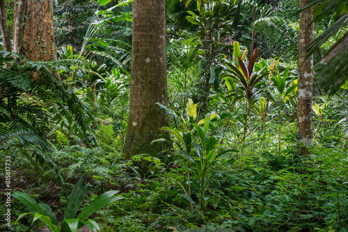 Rainforest in Kandy, Sri Lanka © quickshooting