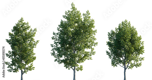 Populus tremula set street summer trees medium and small isolated png on a transparent background perfectly cutout (common Eurasian, European, quaking aspen) © Roman
