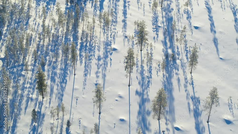 Drone pans up over snow filled sun soaked forest in Finland Drone pans up over snow filled sun soaked forest in Finland