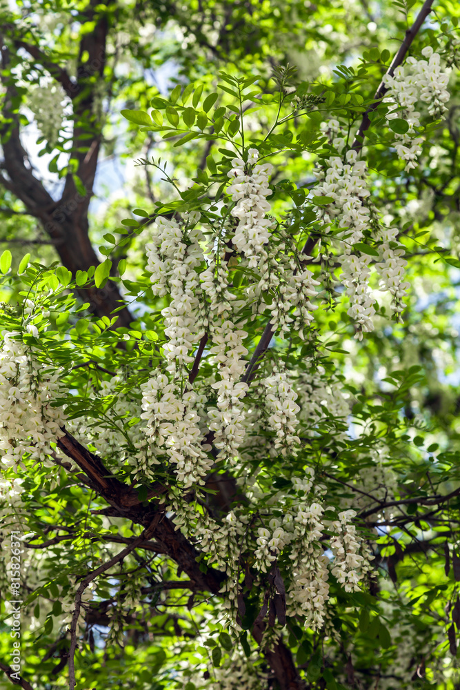 Blooming acacia tree in spring in nature Blooming acacia tree in spring in nature