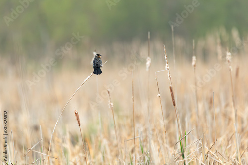 Side view of an adult female red-winged blackbird seen balancing on reed in the Léon-Provancher marsh during a spring morning, Neuville, Quebec, Canada photo