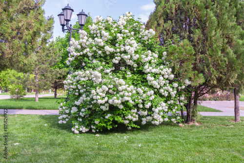 Bush with white buldenezh flowers in the park photo