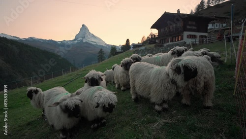 Sunset sky over Matterhorn mountain and flock of Valais blacknose sheep on hill at Switzerland photo