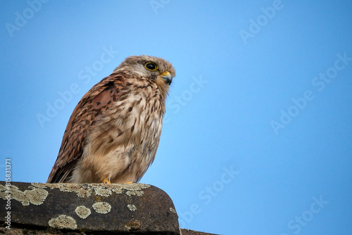 Turmfalke ( Falco tinnunculus ). photo