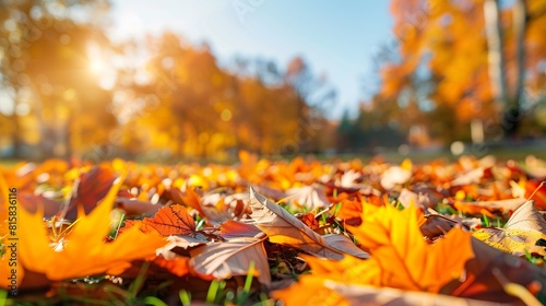 Autumn banner with colorful red fallen leaves