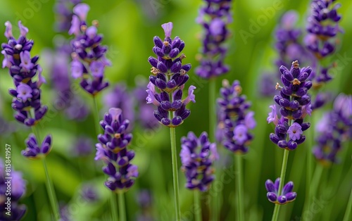 A close-up of vibrant purple lavender flowers with green stems.