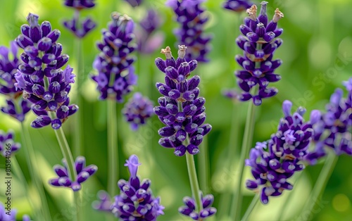 A close-up of vibrant purple lavender flowers with green stems.