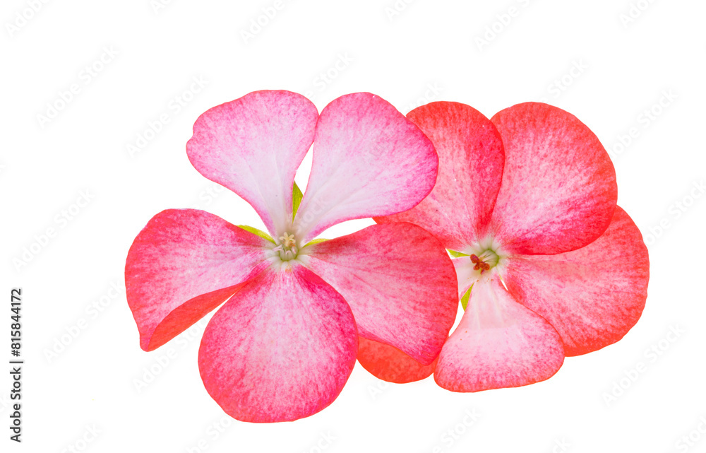pelargonium flower isolated pelargonium flower isolated