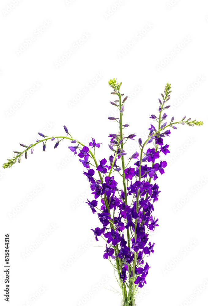 Naklejka premium larkspur flower isolated