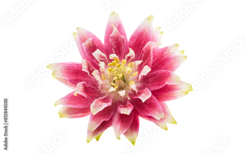 Aquilegia flower isolated