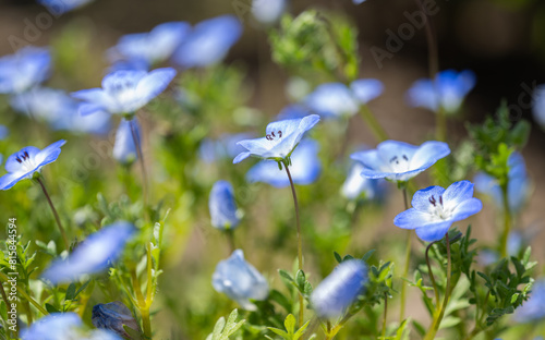 blue nemophila flowers © ksena32