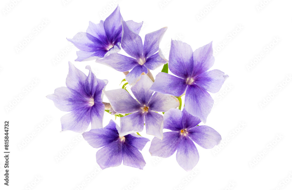 phlox flower isolated phlox flower isolated