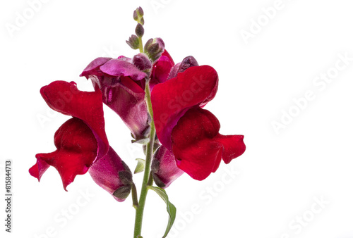 Snapdragon flower isolated