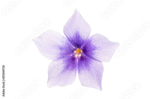 phlox flower isolated