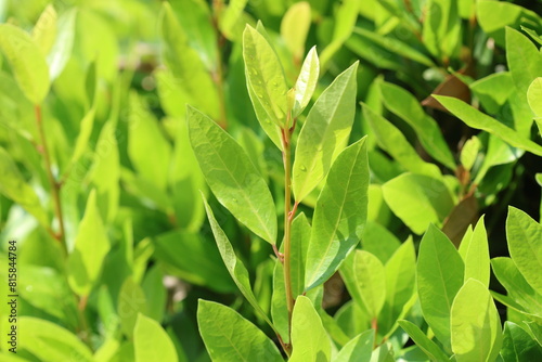 Leaves of daphne tree in spring photo