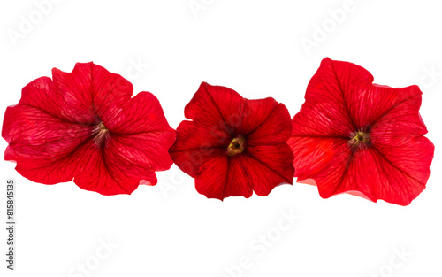 red petunia flower isolated