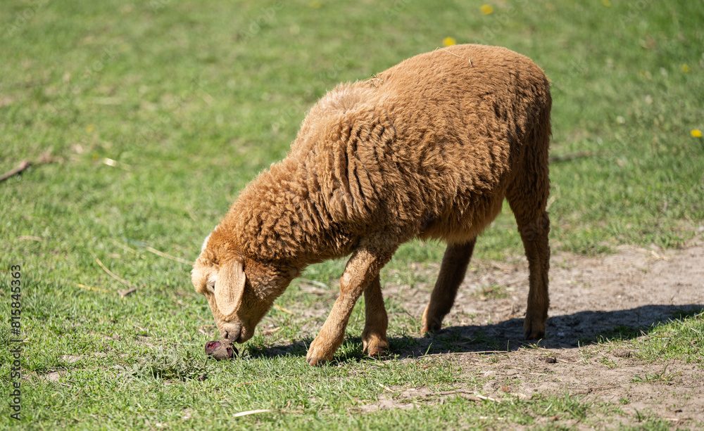 sheep grazing