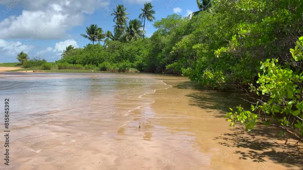 mangrove forest with river and sea water