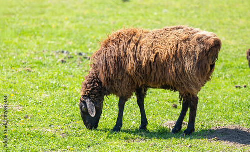 sheep grazing