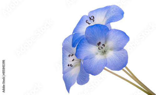 Nemophila flowers isolated