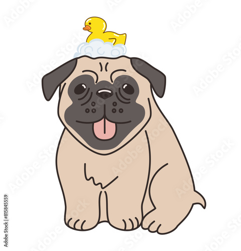 Lovely vector of a happy brown pug with a rubber duck on his head surrounded by bubbles. Perfect for pet themed designs and happy projects