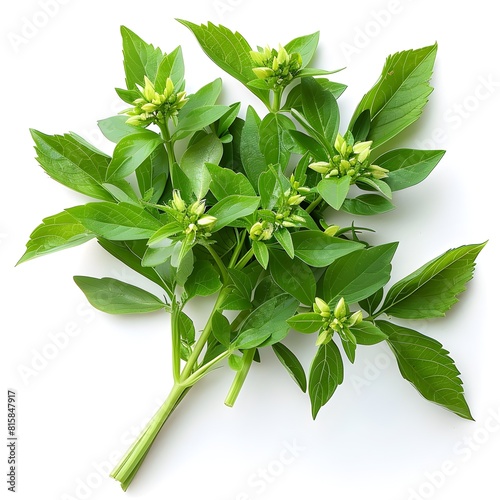 Lovage Herbs - Vibrant and Nutritious Ingredient in Professional Product Photography
