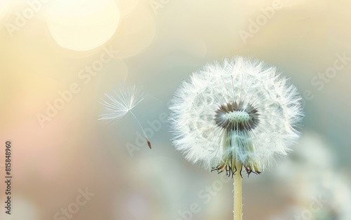 Close-up of a dandelion seed head against a soft light background.